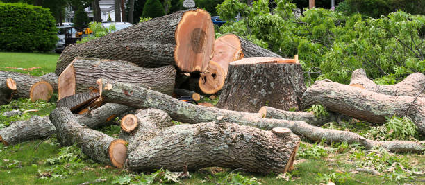 How Our Tree Care Process Works  in  St Leo, FL